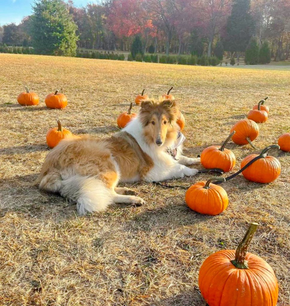 Farm dog among the pumpkins
